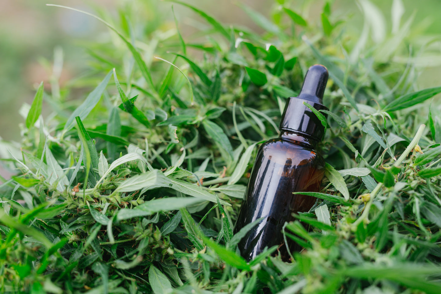 Tea Tree Essential Oil