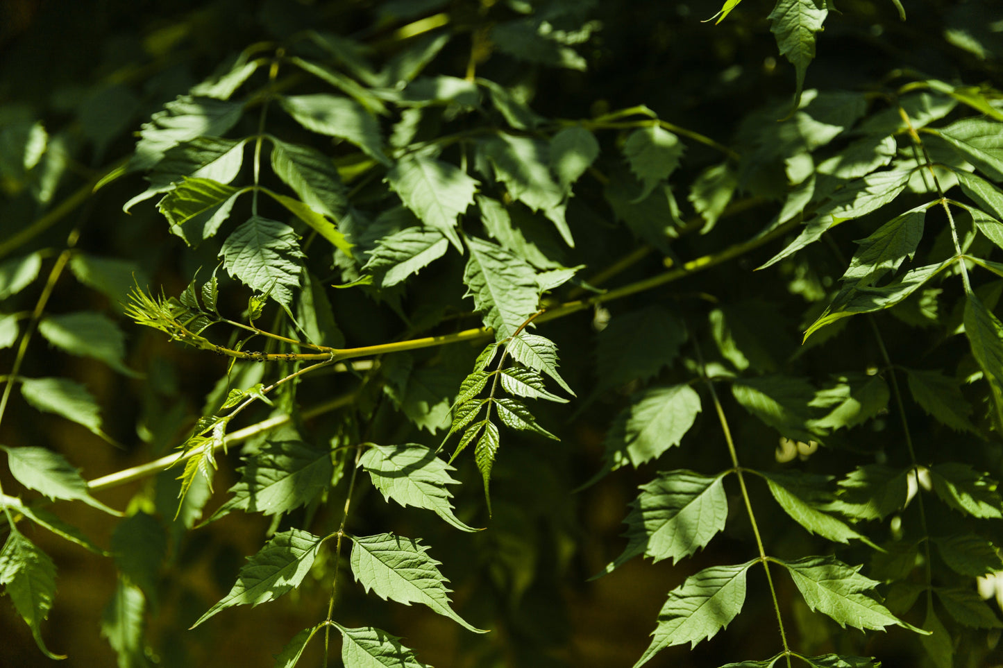 Neem Hydrosol