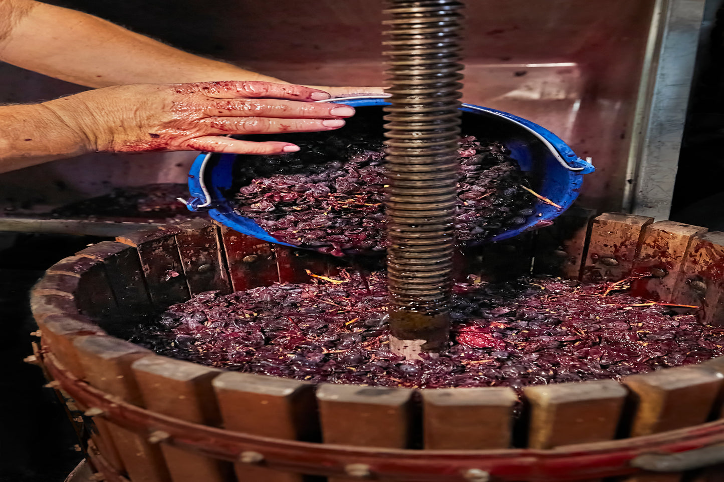 Red Grapes Extract