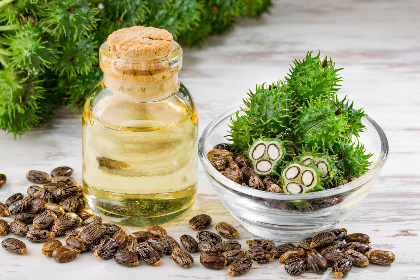 Castor Oil