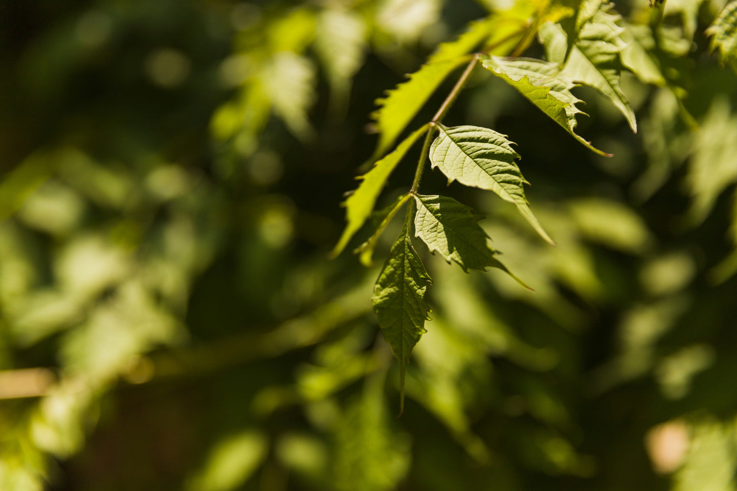 Neem Extract