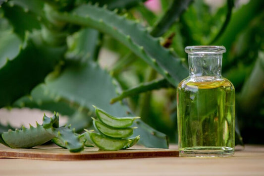 Aloevera Fragrance Oil