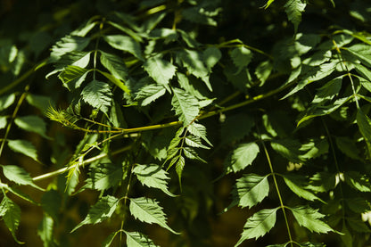 Neem Hydrosol