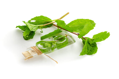 Tulsi Extract