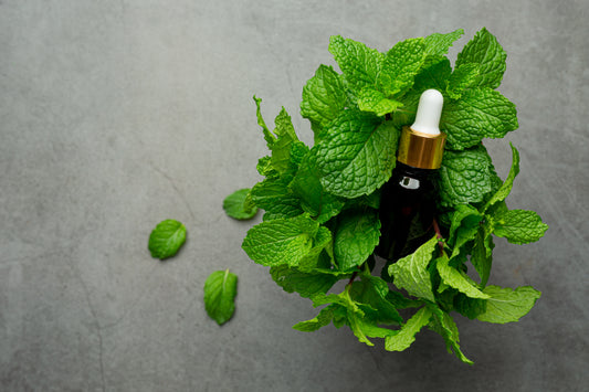 Basil Hydrosol