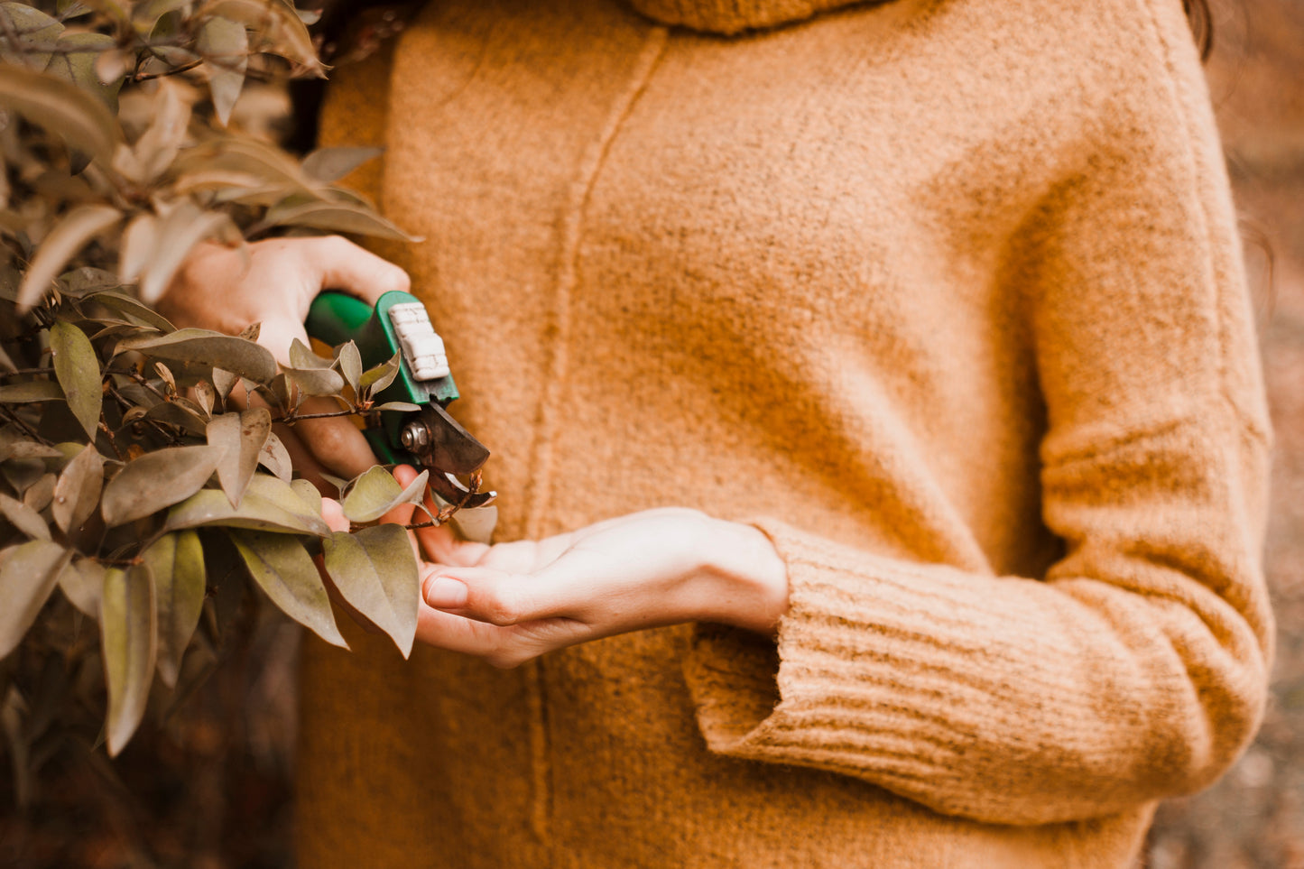 Witch Hazel Extract