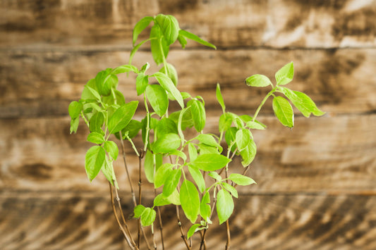 Tulsi Extract